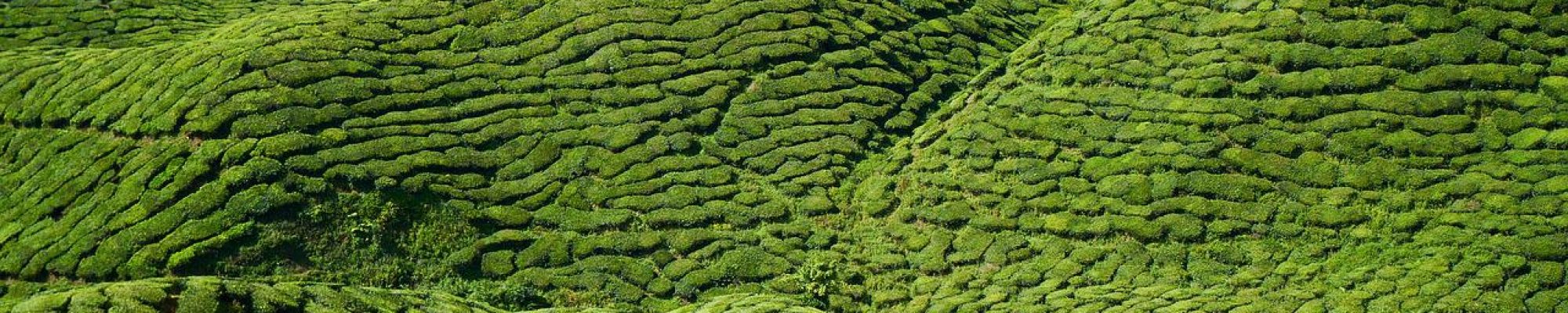 tea, field, landscape-2946057.jpg